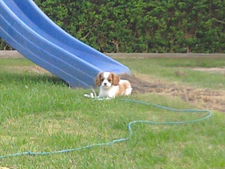 Cavalier king charles spaniel Morberg's Ilina  *Isa* - Isa i haven. billede 13