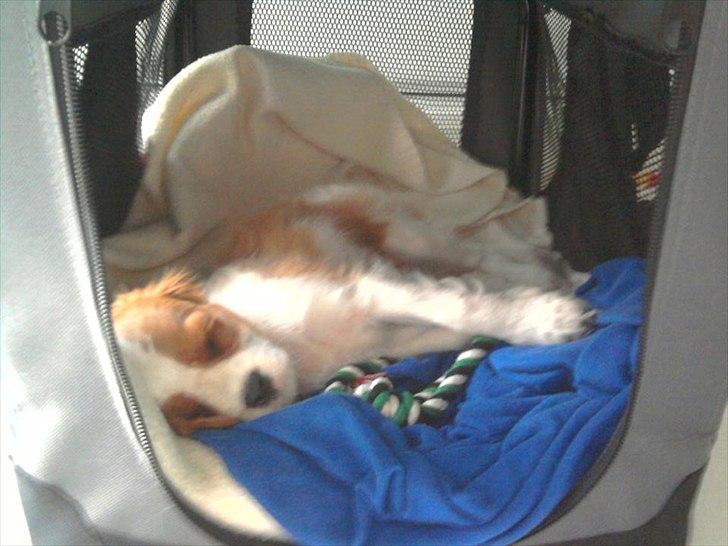 Cavalier king charles spaniel Morberg's Ilina  *Isa* - Isa i hendes 'hus' billede 14