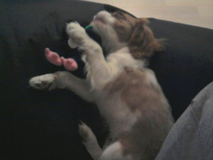 Cavalier king charles spaniel Morberg's Ilina  *Isa* - Sådan kan det jo gå. billede 15