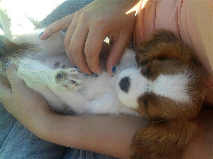 Cavalier king charles spaniel Morberg's Ilina  *Isa* billede 16