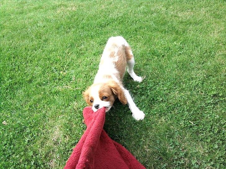 Cavalier king charles spaniel Morberg's Ilina  *Isa* - Verdens stærkeste hund! :) billede 17