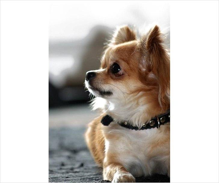 Chihuahua Mr. Brown billede 7