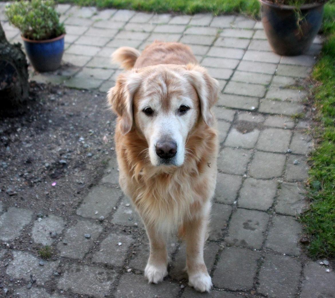 Golden retriever Simba billede 10