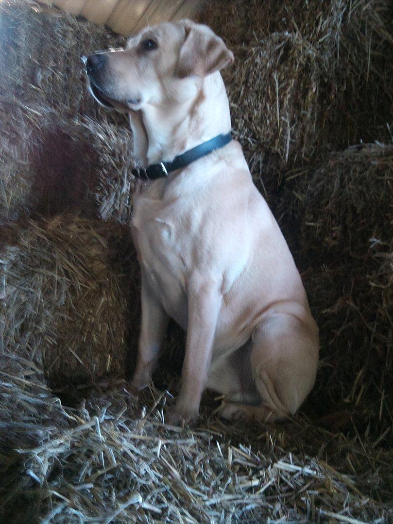 Labrador retriever Vaks billede 8