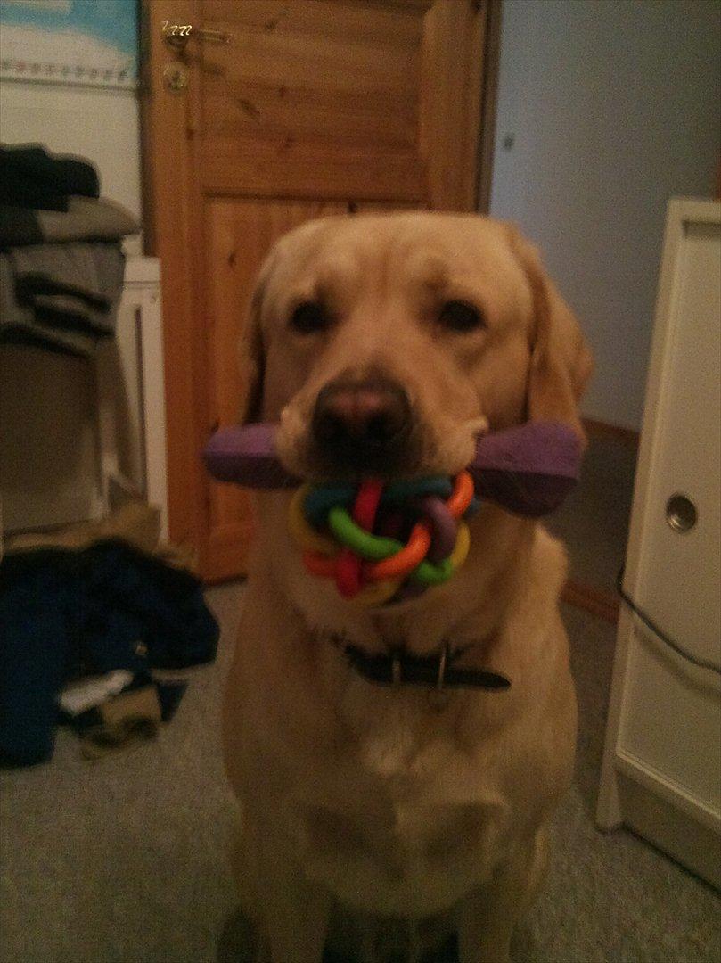 Labrador retriever Vaks billede 9