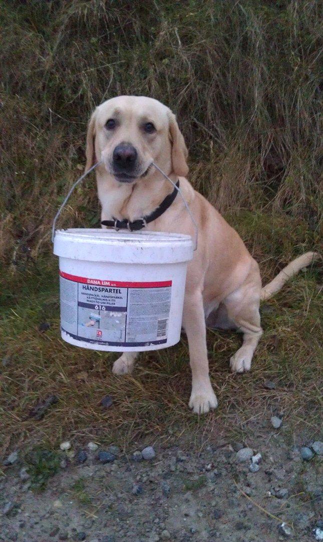Labrador retriever Vaks billede 10