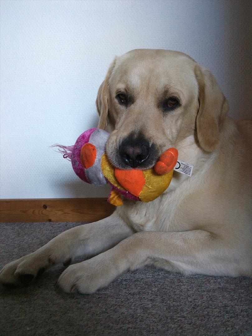 Labrador retriever Vaks billede 11