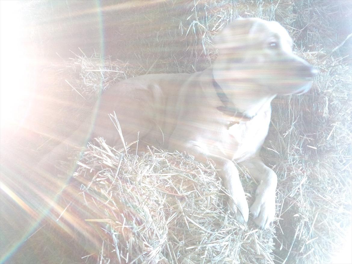 Labrador retriever Vaks billede 12