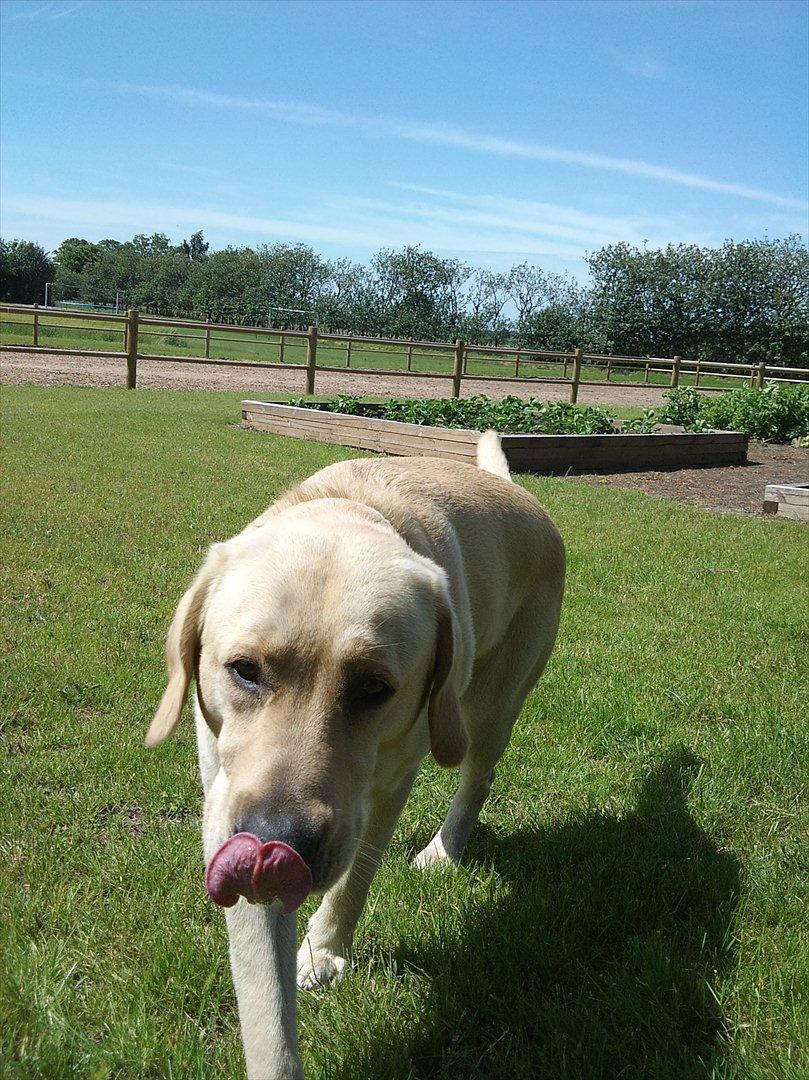 Labrador retriever Vaks billede 13