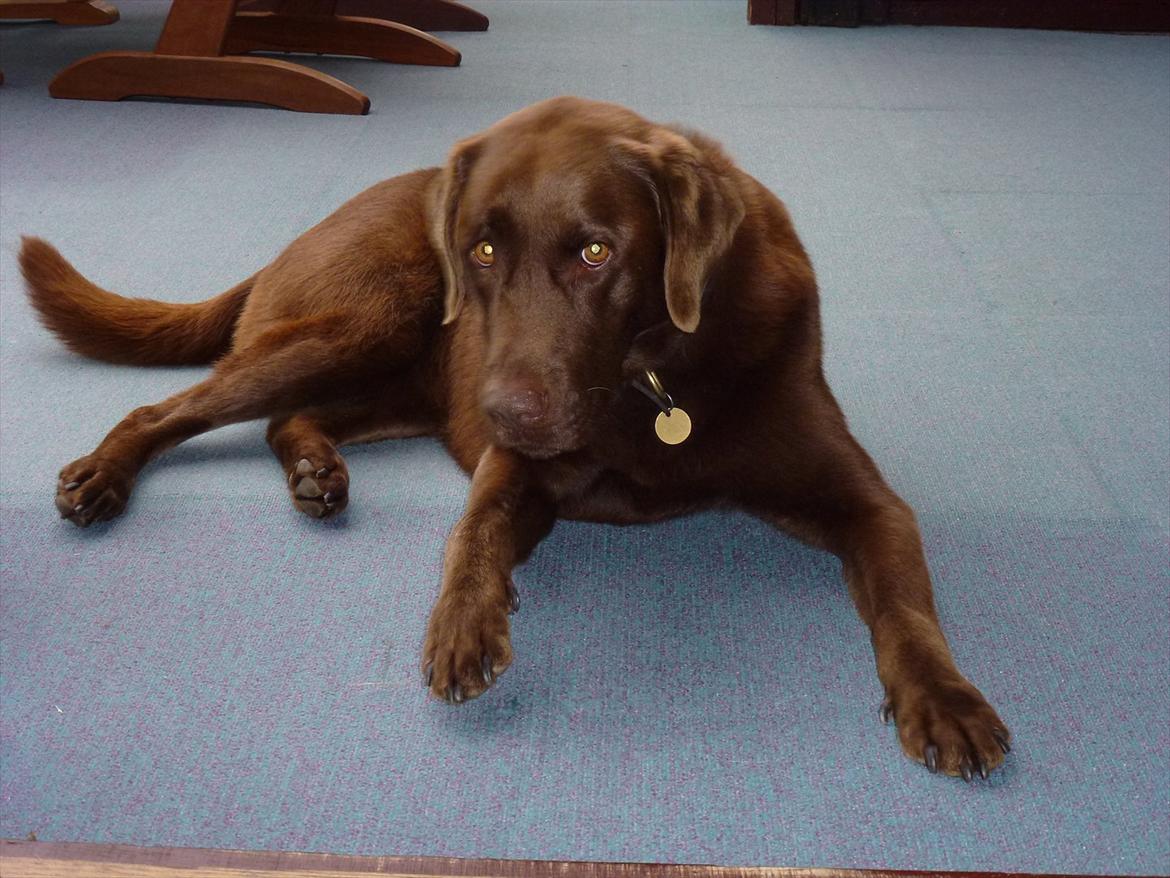 Labrador retriever Nelly - Dejlige Nelly <3 billede 1