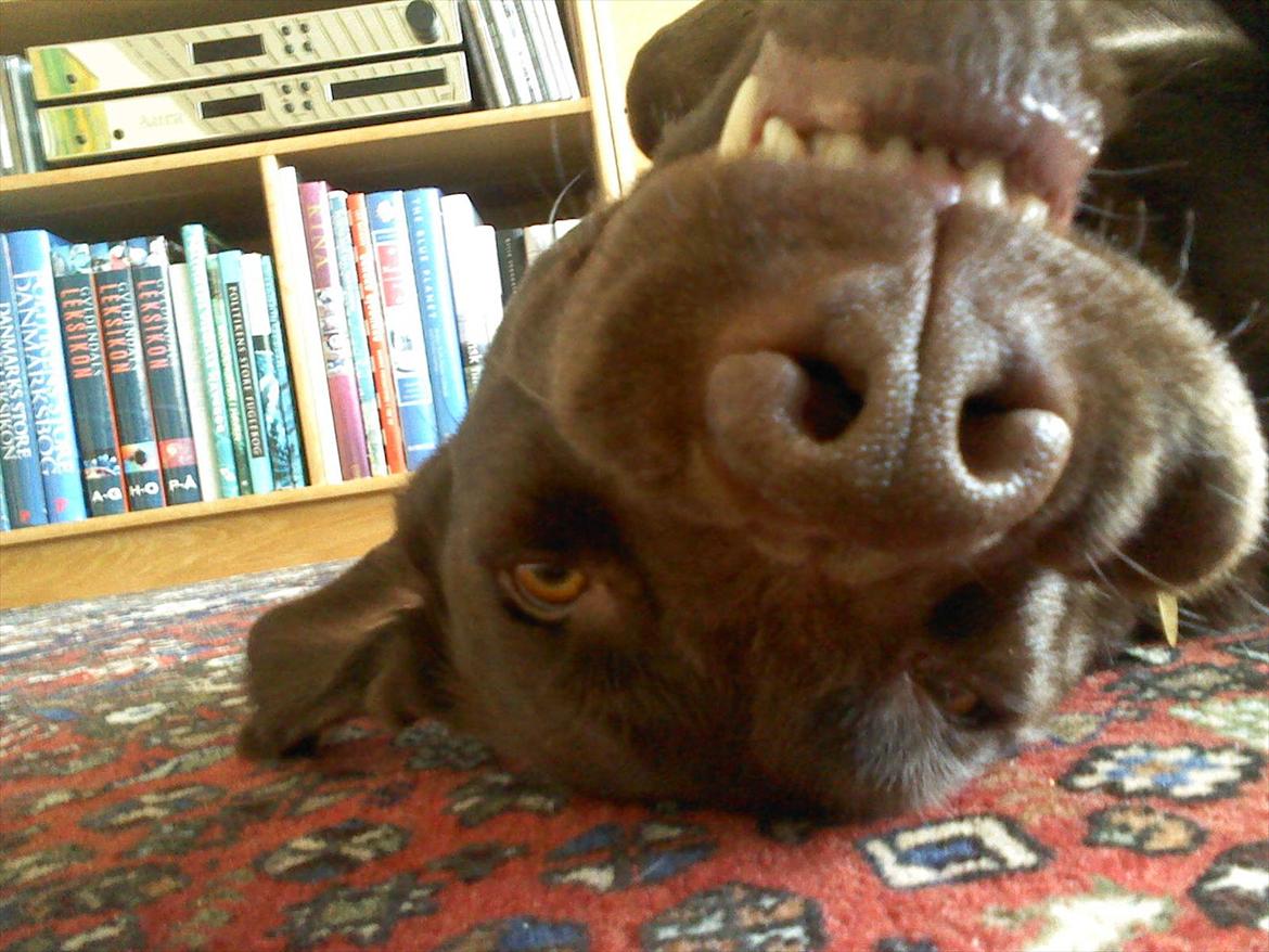 Labrador retriever Nelly - Skøre vovse xD billede 3