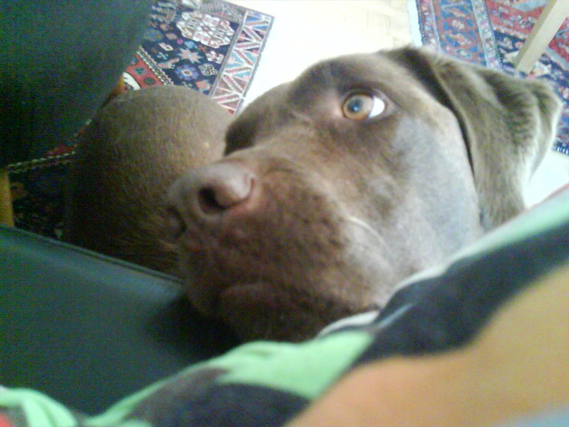 Labrador retriever Nelly - Du kigger vel ikke på noget mad, vel xD billede 4