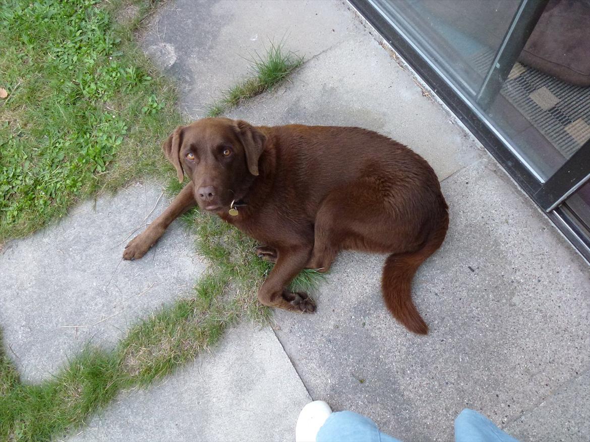 Labrador retriever Nelly - Hvad laver du heeeelt deroppe ;D billede 5