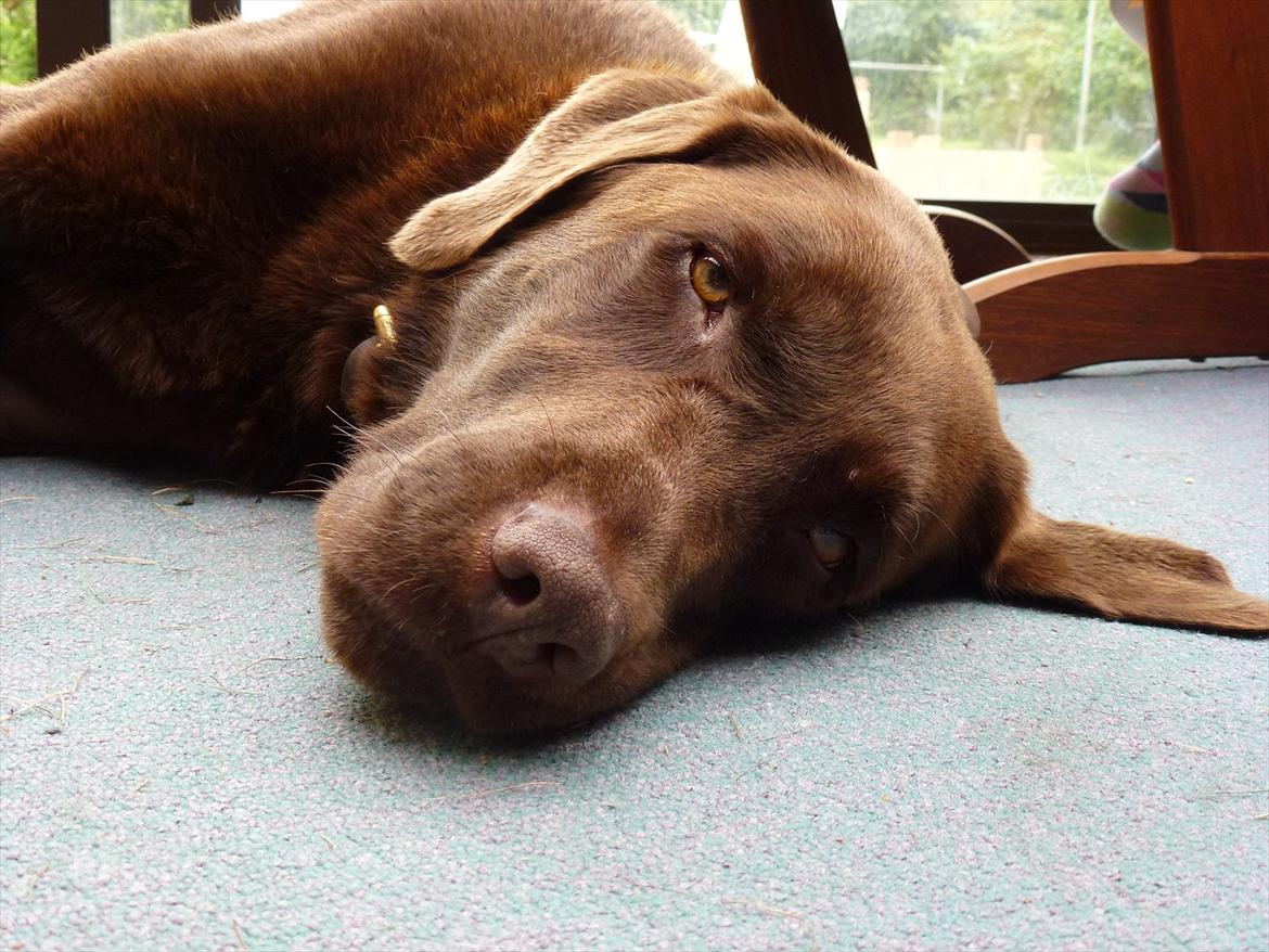 Labrador retriever Nelly - Jeg træt xD billede 6