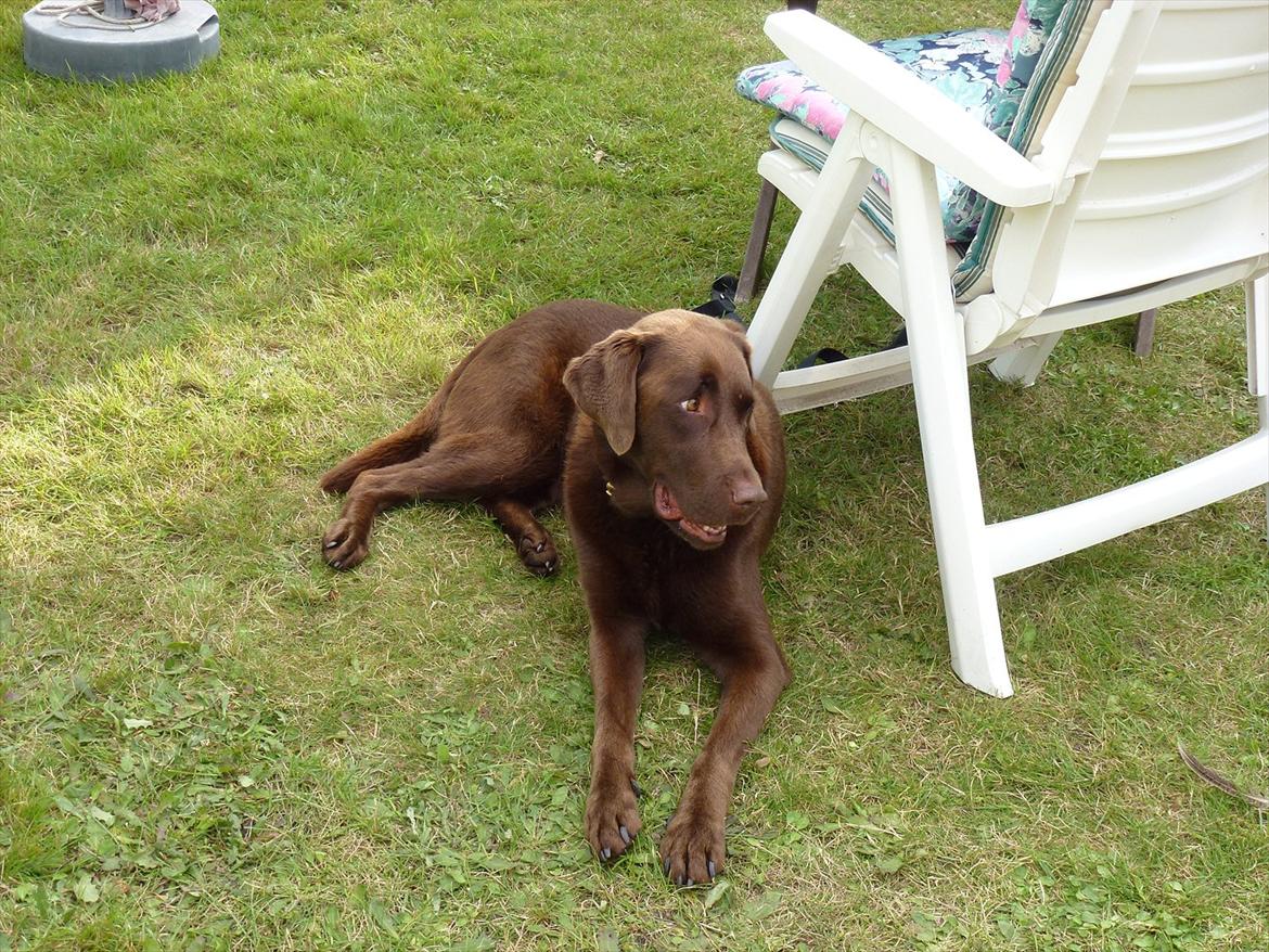 Labrador retriever Nelly - Arhhh, dejligt at slappe af ;D billede 7