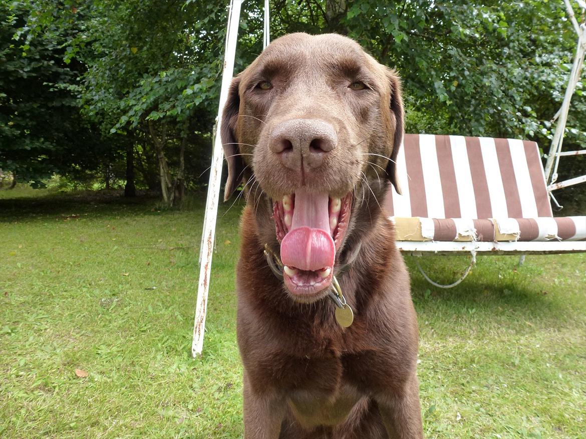 Labrador retriever Nelly - Gaaaaaaaab billede 8