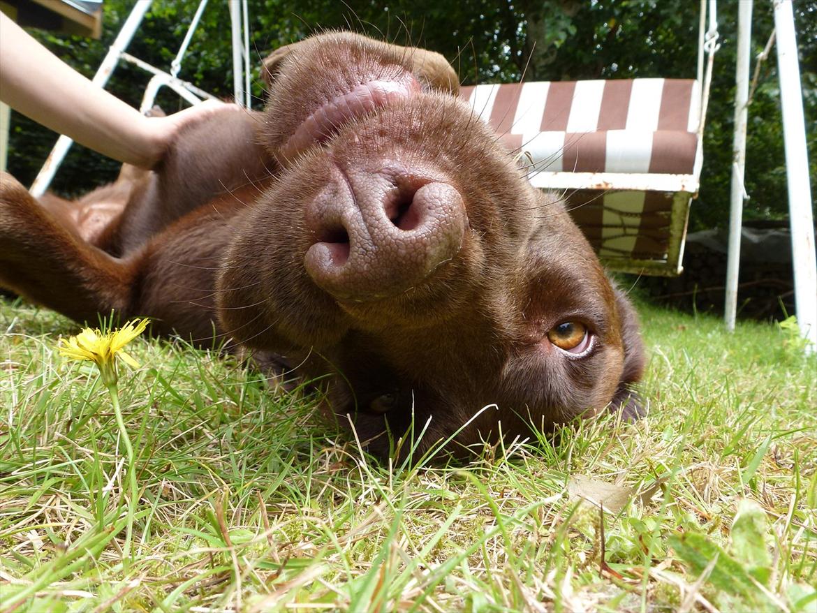 Labrador retriever Nelly - Hvorfor er du på hovedet?? ;D billede 9