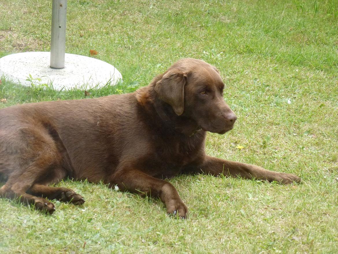 Labrador retriever Nelly - I'm danger ;D billede 10