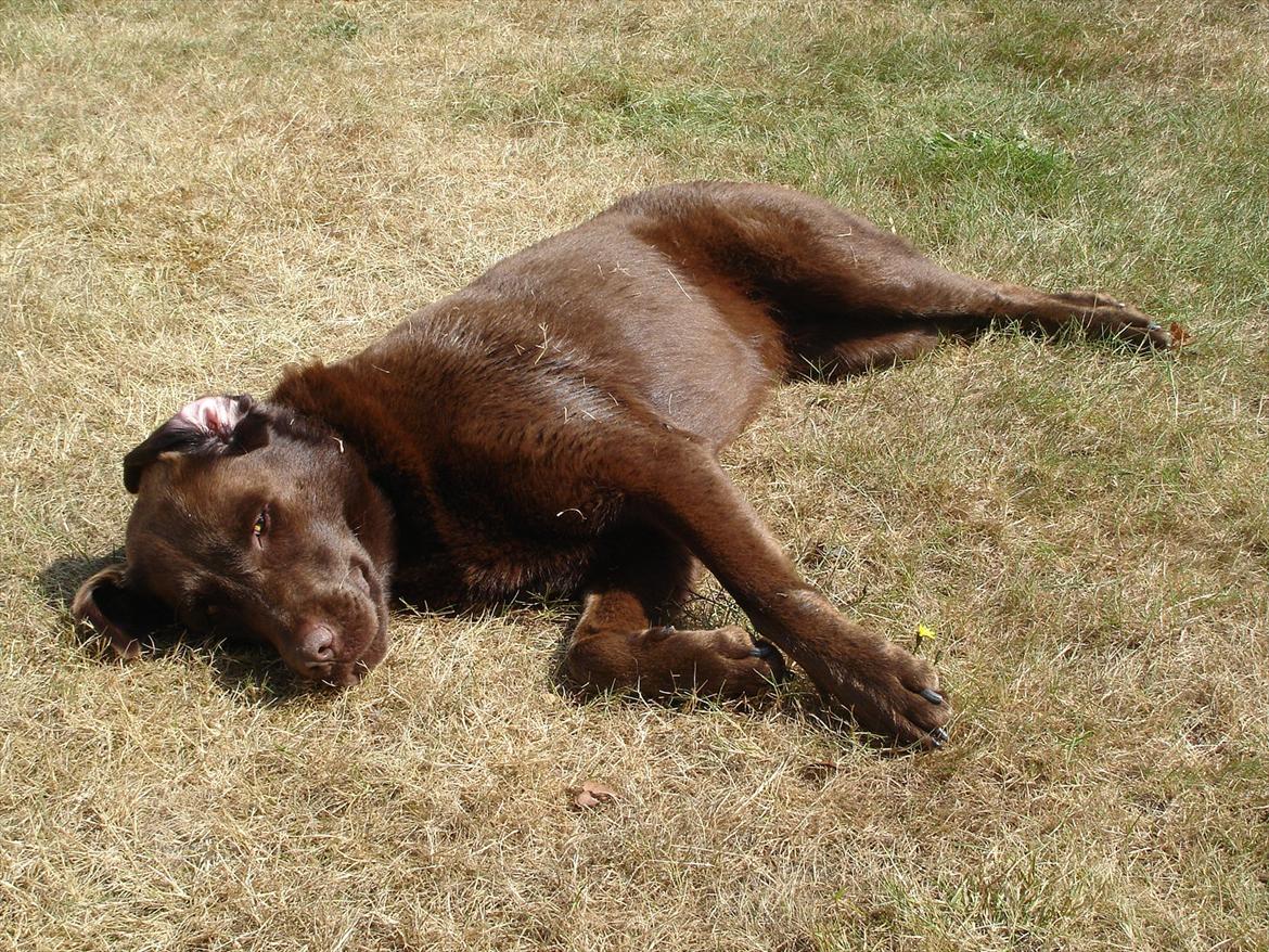 Labrador retriever Nelly - Dejligt at solbade efter en dukkert ;D billede 11