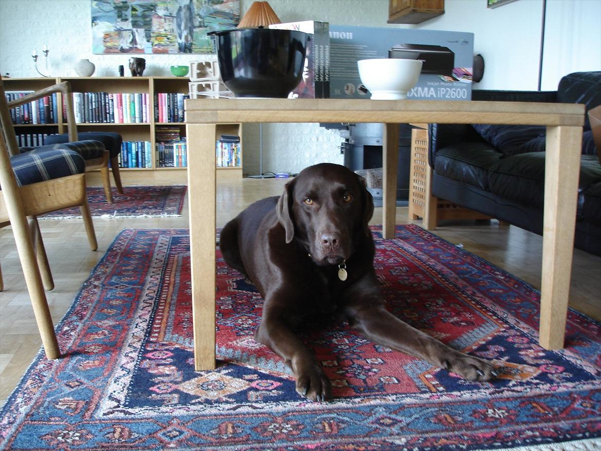 Labrador retriever Nelly - Gider ikke at have taget flere billeder ;O billede 20