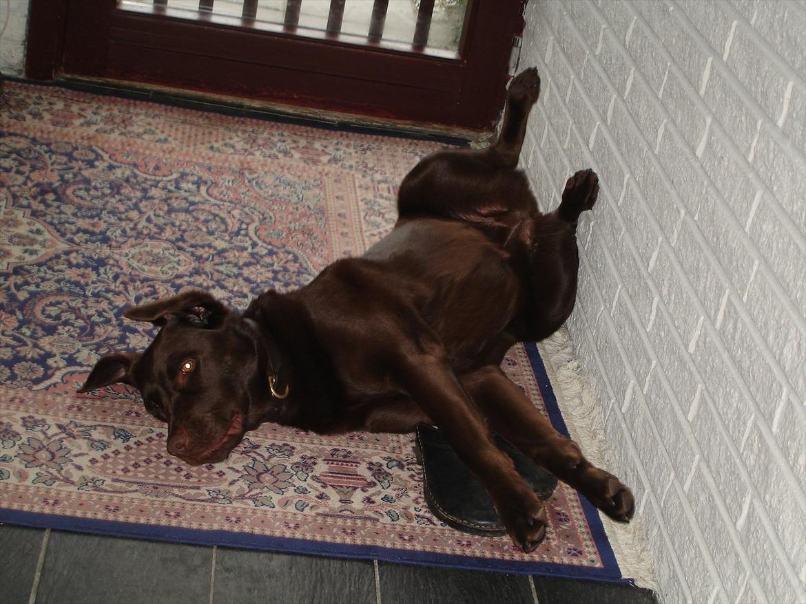 Labrador retriever Nelly - Pas på klørene ;D billede 12