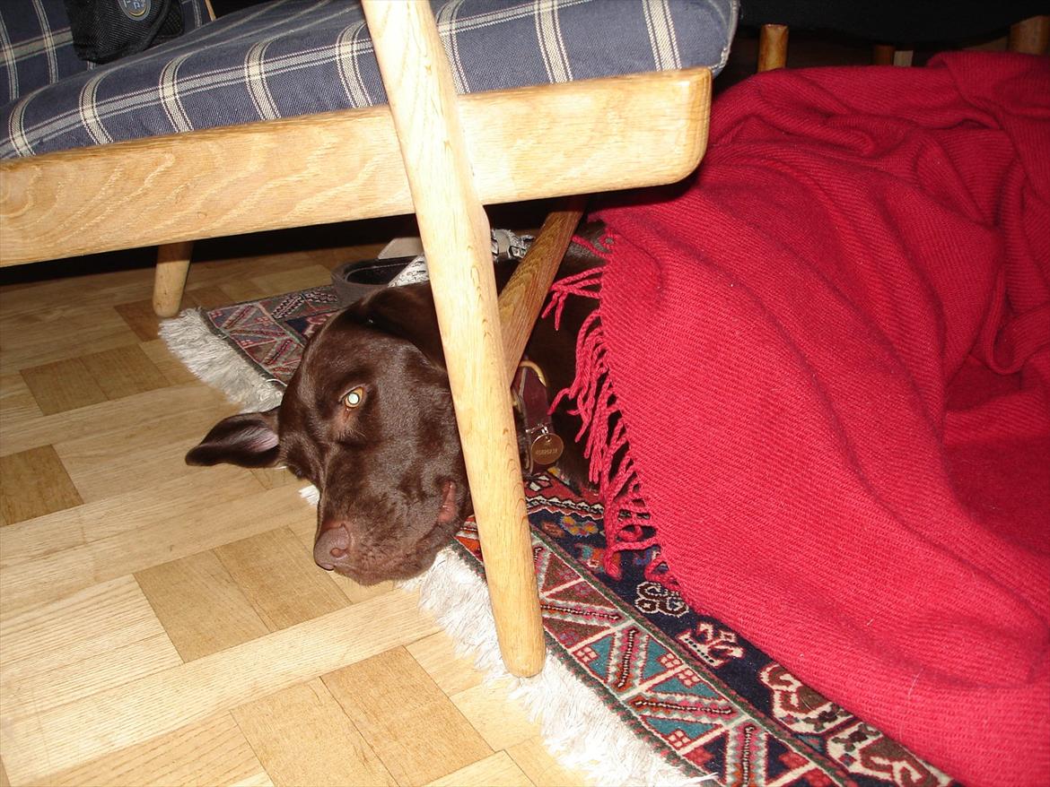 Labrador retriever Nelly - Nelly elsker tæpper xD Vi prøver dog at holde hende væk fra dem xD billede 14