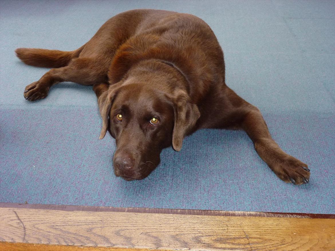 Labrador retriever Nelly - Harj ;D billede 2