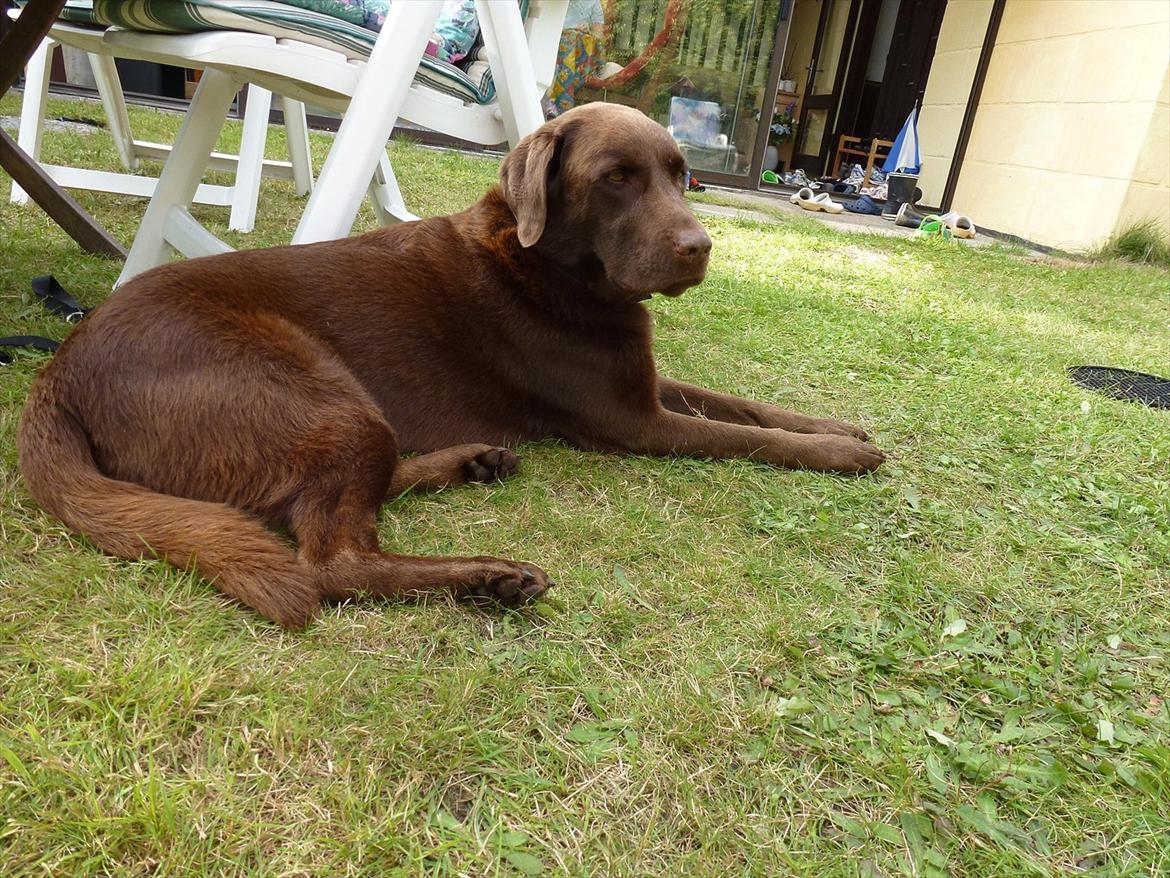 Labrador retriever Nelly - ;D billede 15