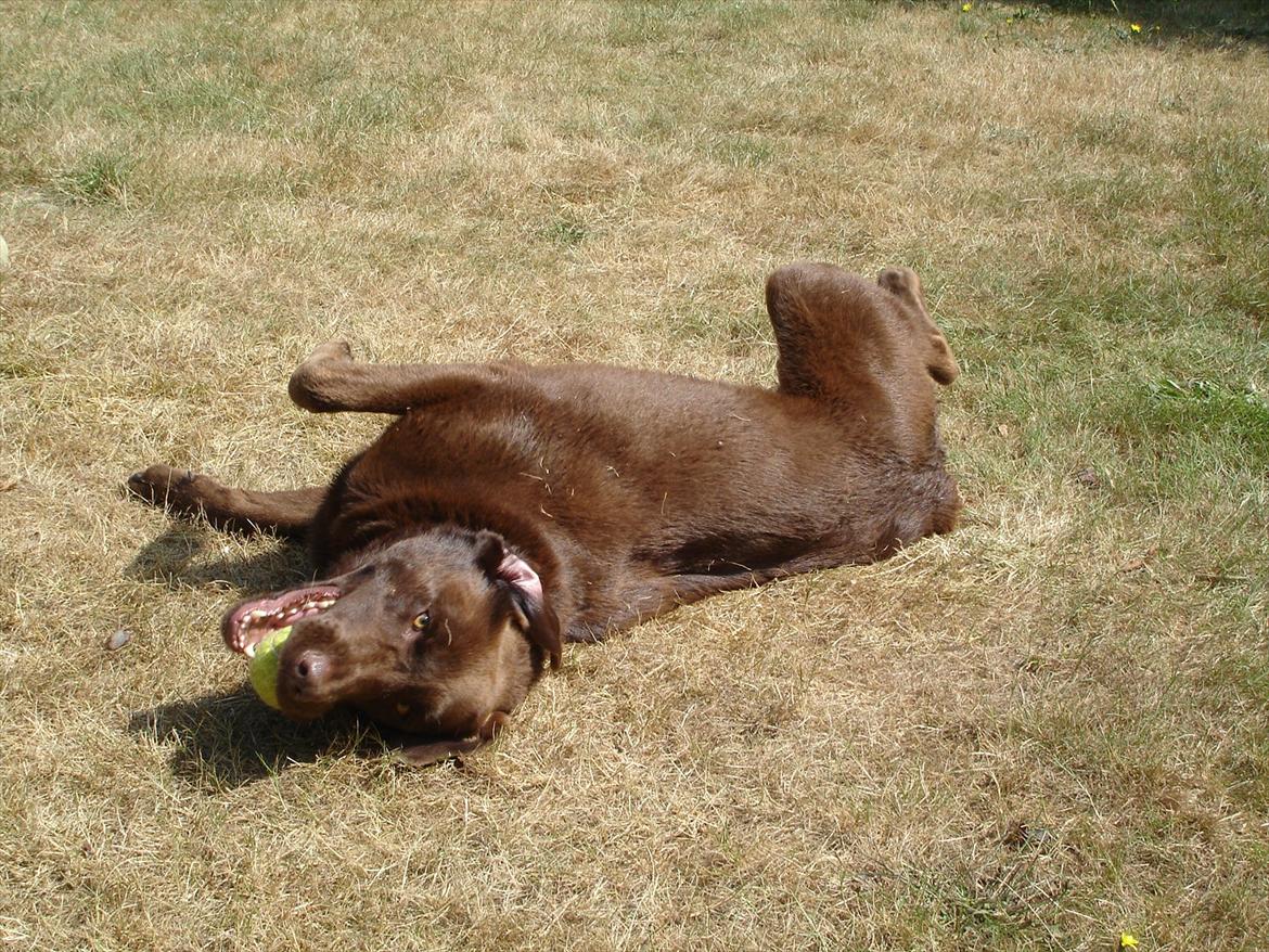 Labrador retriever Nelly - Eeeeeeeeeeeeeeeeelsker sol ;D billede 19