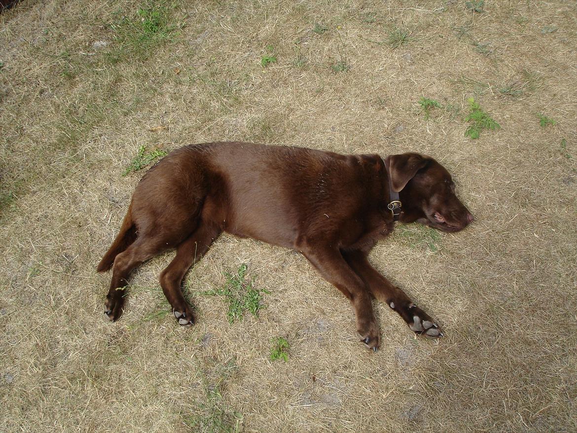 Labrador retriever Nelly - Dejlige sol ;D billede 16