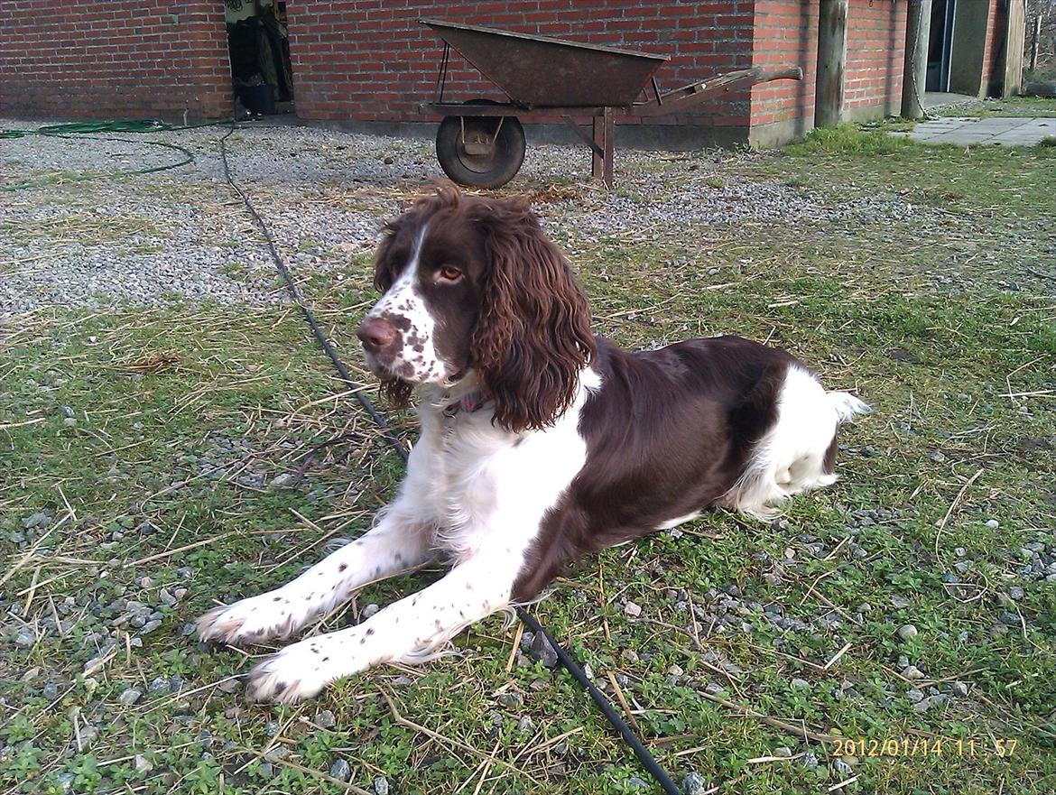 Blanding af racer Lady billede 3