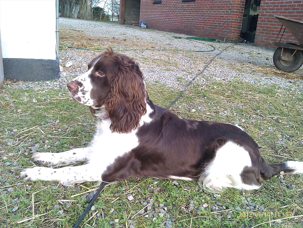 Blanding af racer Lady billede 4