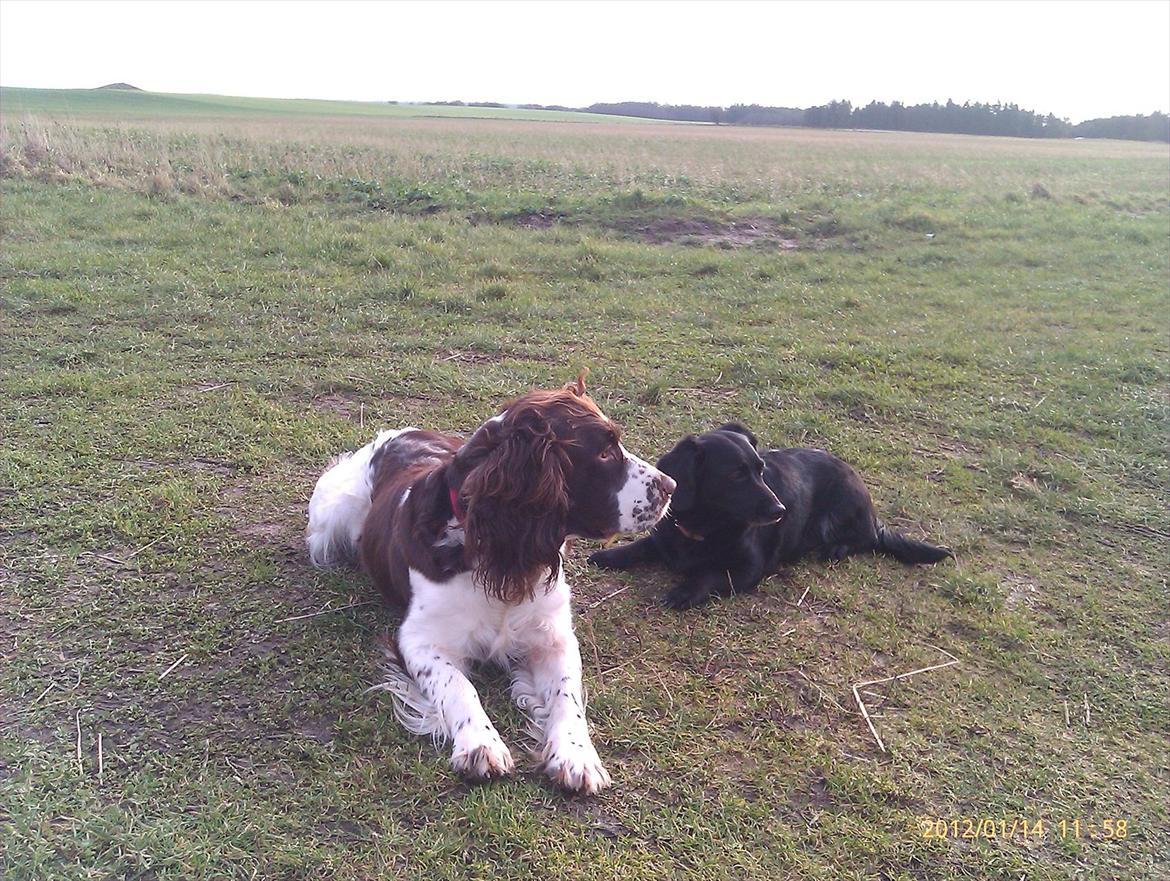 Blanding af racer Lady billede 5