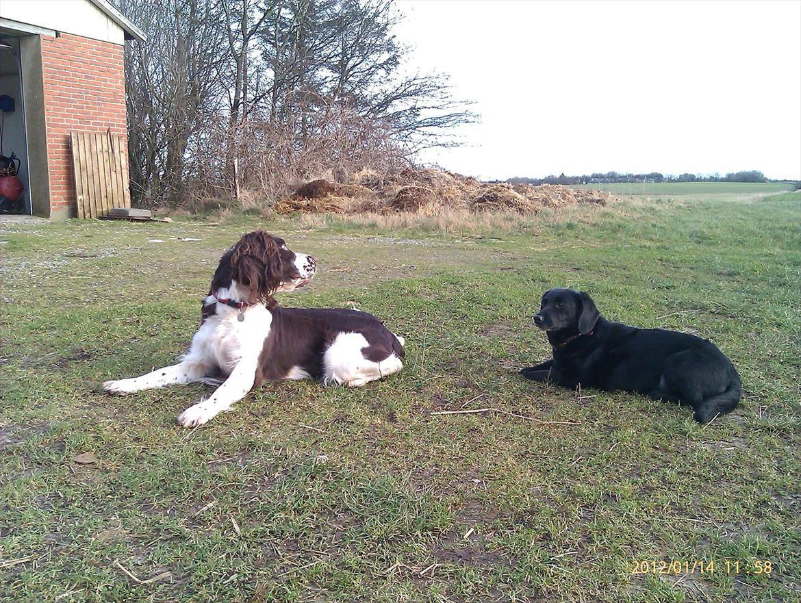 Blanding af racer Lady billede 6