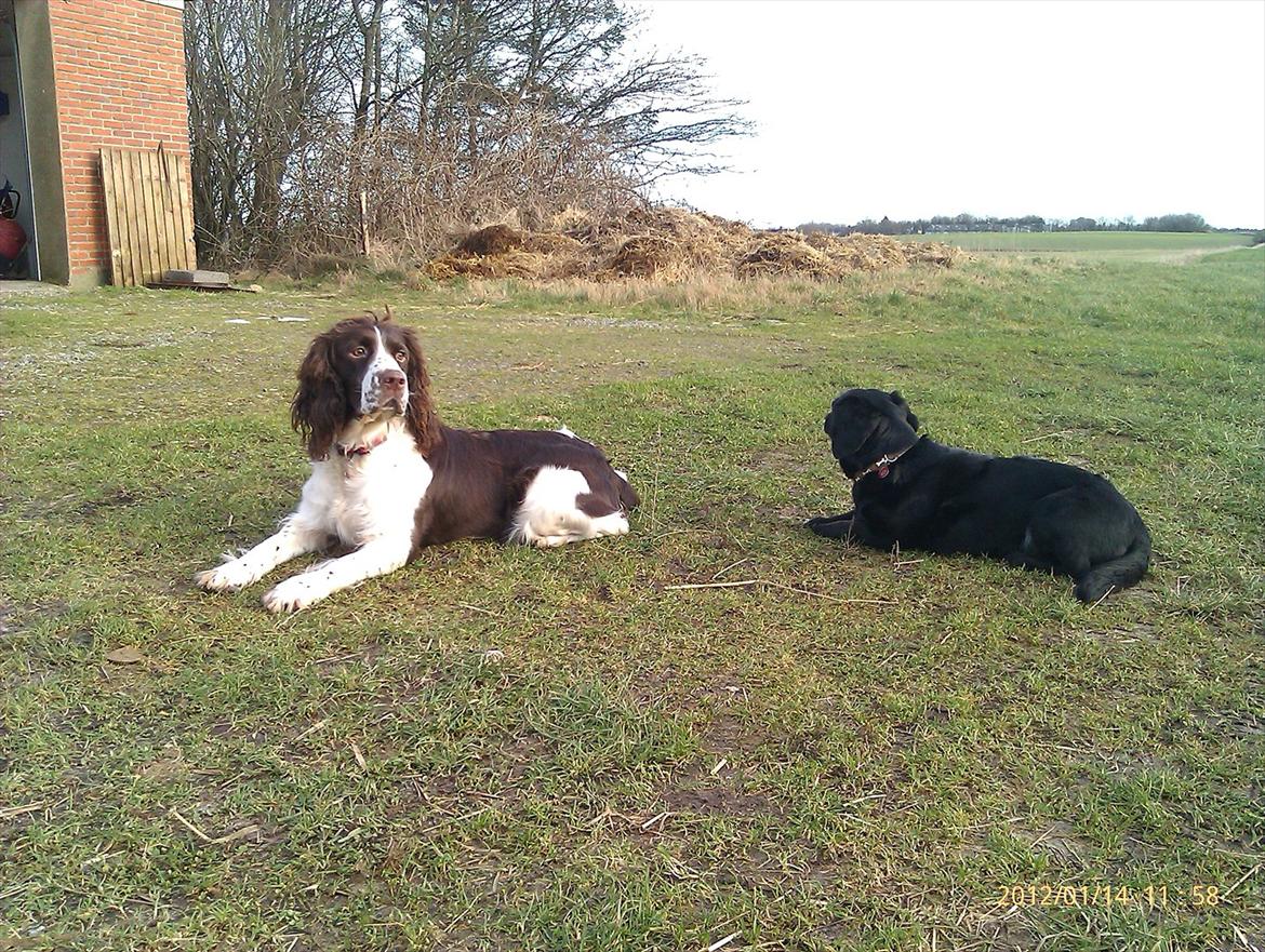 Blanding af racer Lady billede 7