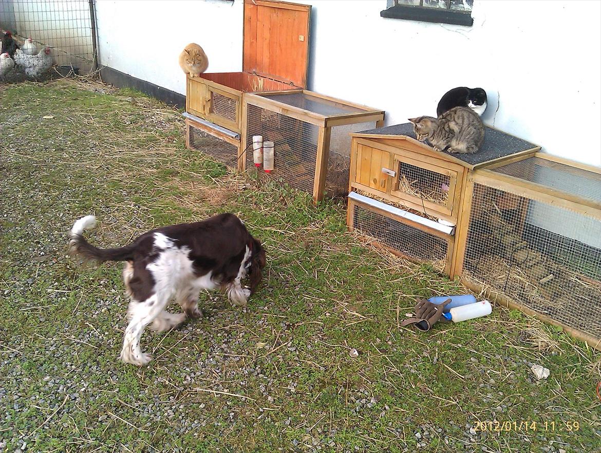 Blanding af racer Lady billede 8