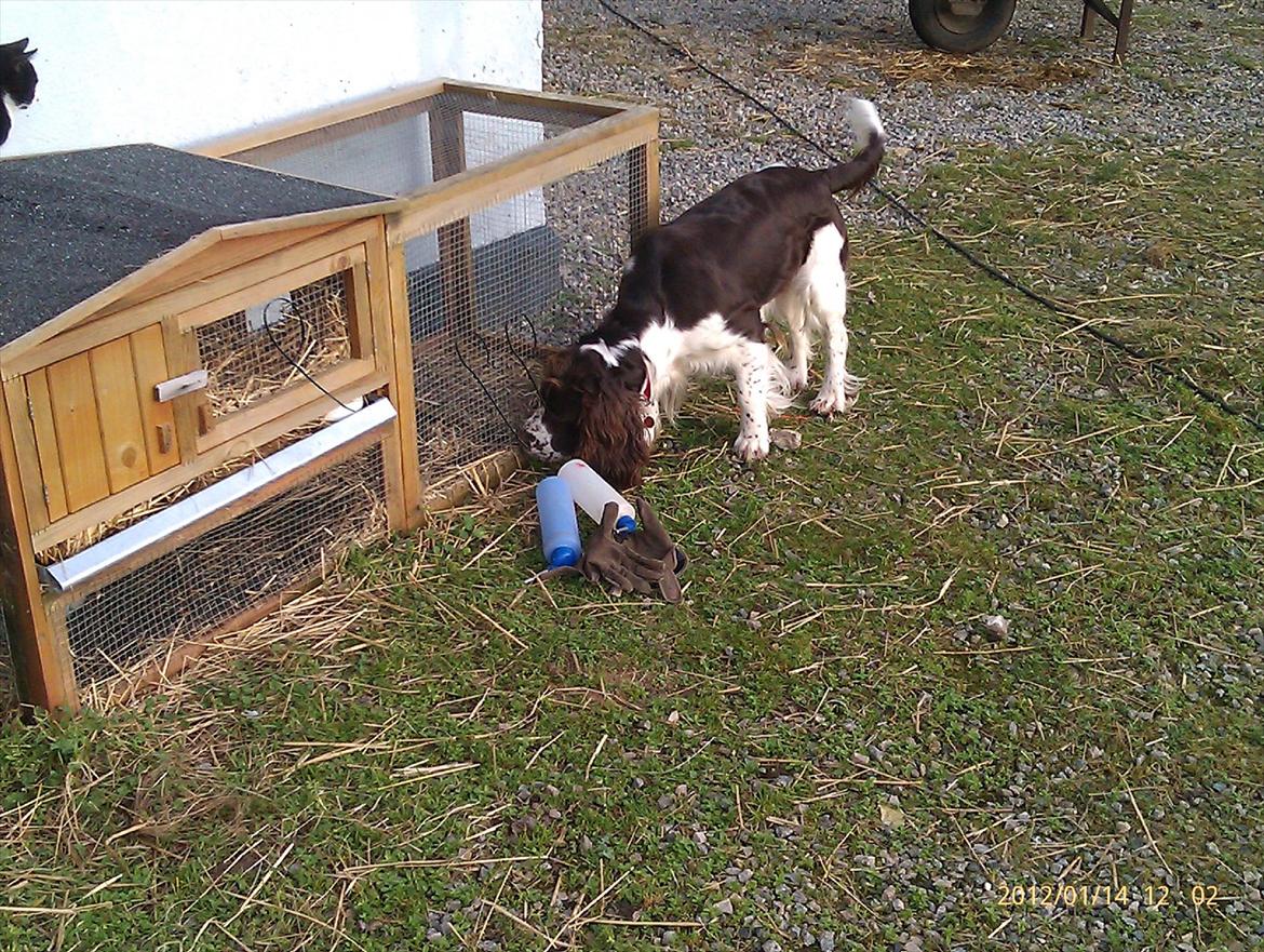 Blanding af racer Lady billede 9