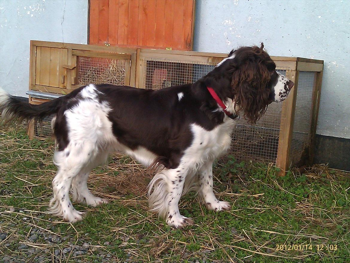 Blanding af racer Lady billede 10