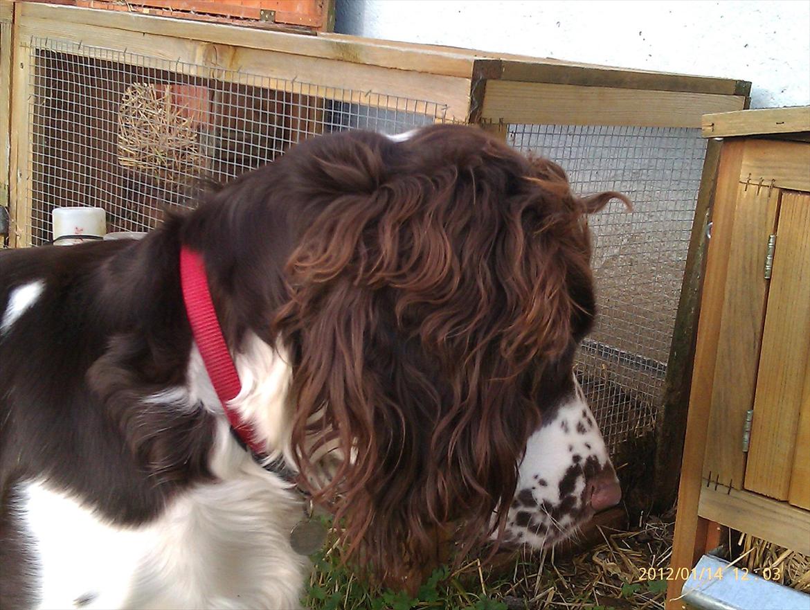 Blanding af racer Lady billede 11