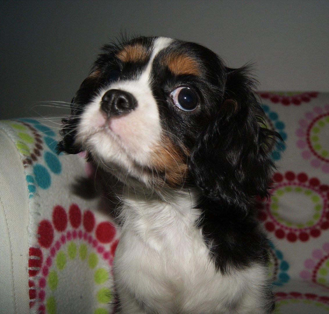 Cavalier king charles spaniel Fiona <3 <3  :* billede 18