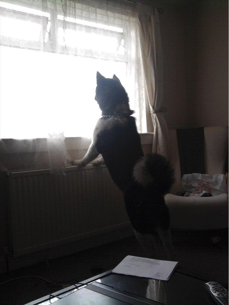 Akita inu Miko billede 10