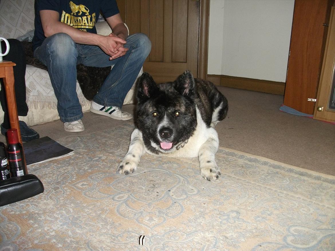 Akita inu Miko billede 9