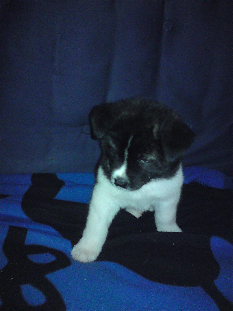 Akita inu Miko billede 14