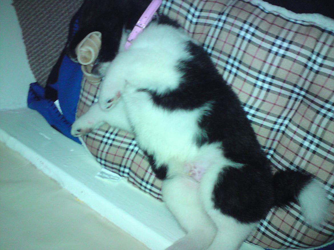 Akita inu Miko billede 19