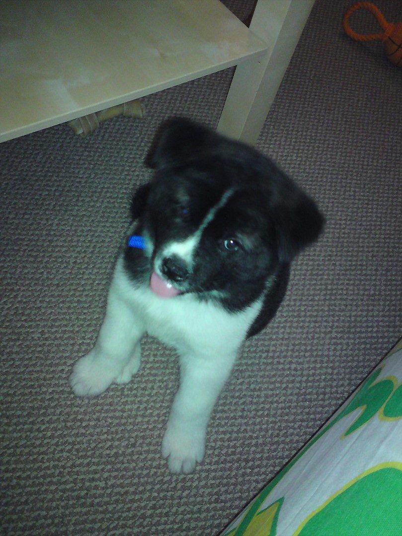 Akita inu Miko billede 15