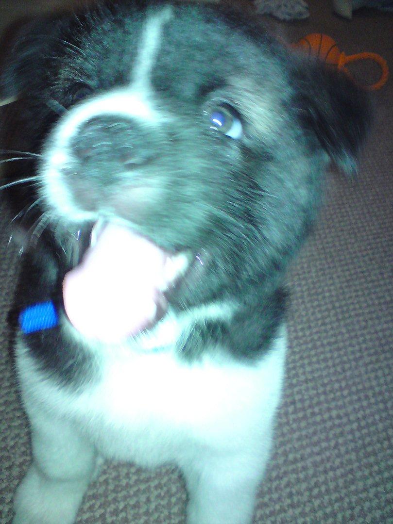 Akita inu Miko billede 16