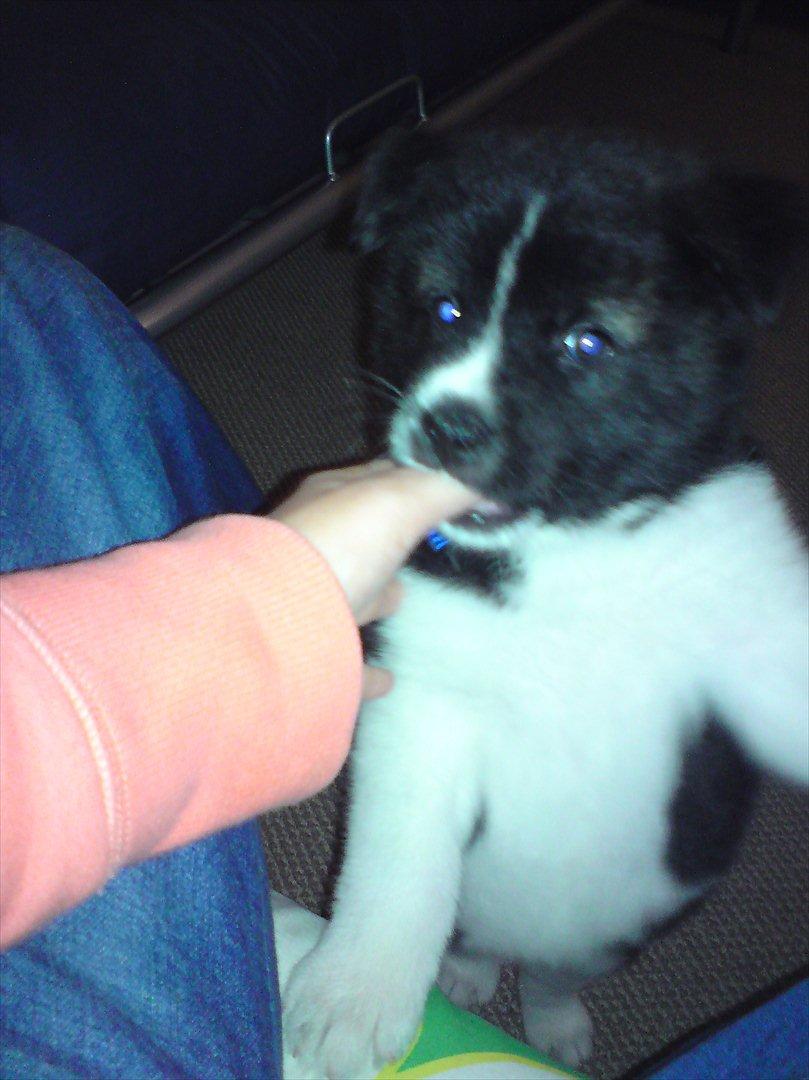 Akita inu Miko billede 17