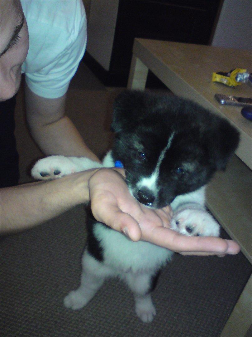 Akita inu Miko billede 18