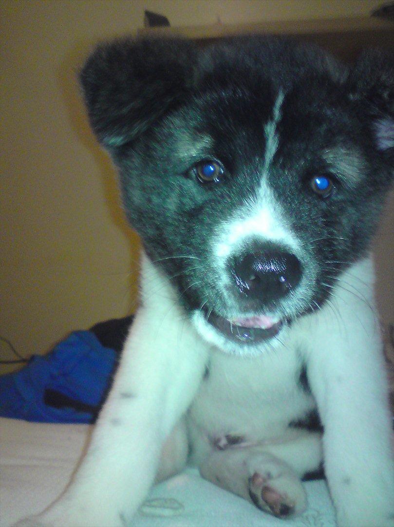 Akita inu Miko billede 13