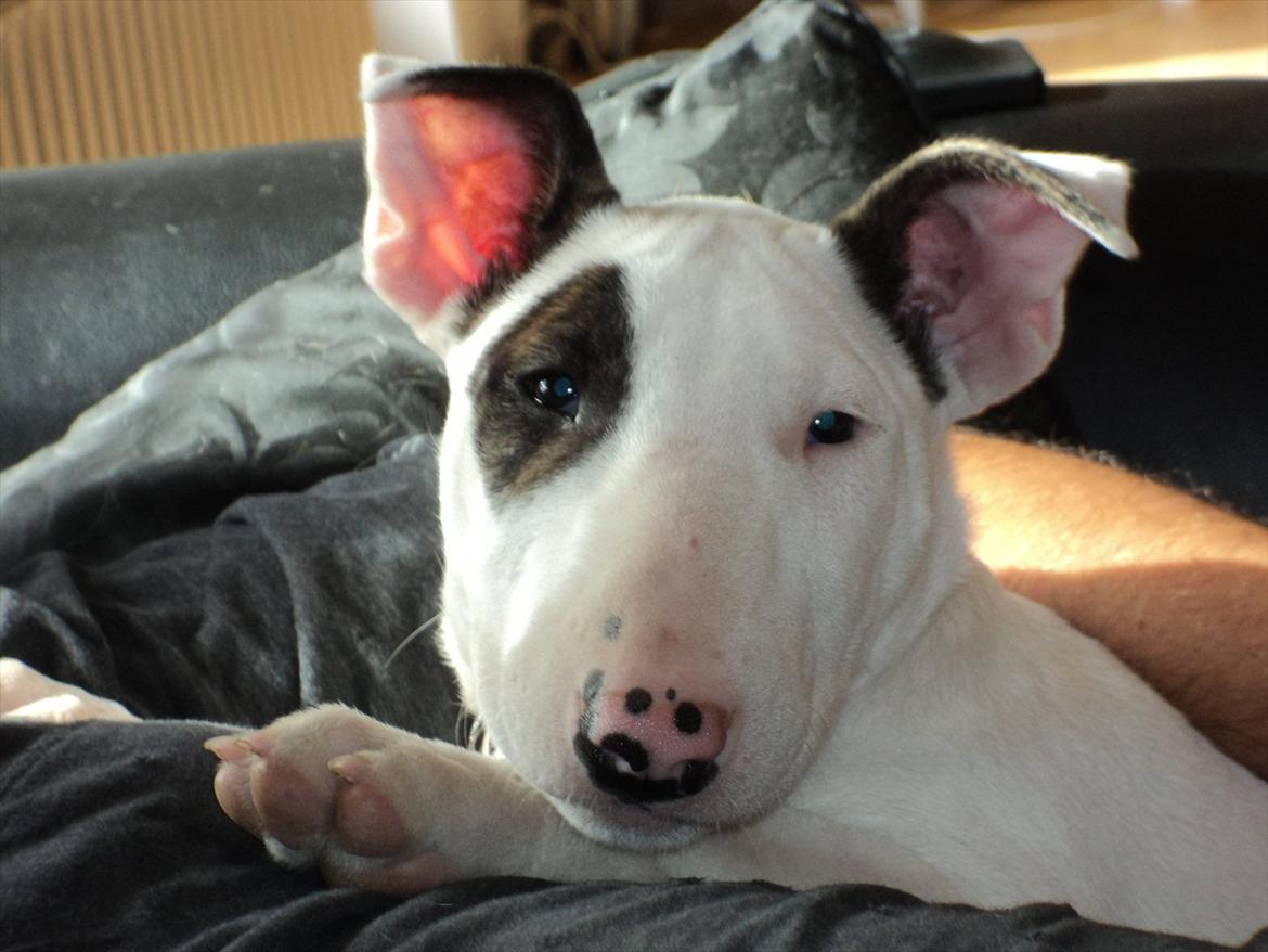 Bullterrier Breslaus Showboat aka Money  billede 1